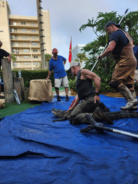 Evacuating Gators